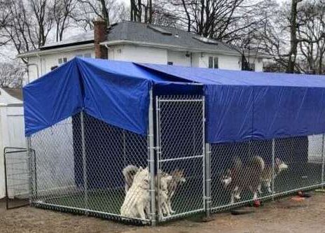 Dog Run Built in Babylon NY by Gappsi