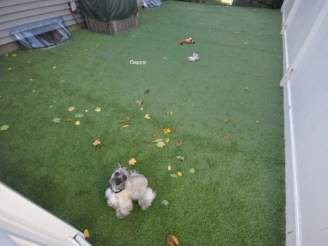 Commack-dog-run-with-synthetic-turf-Gappsi