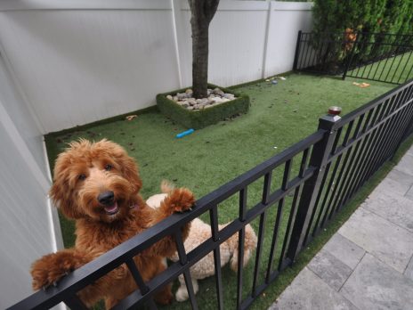 Synthetic Turf Dog Run Smithtown NY