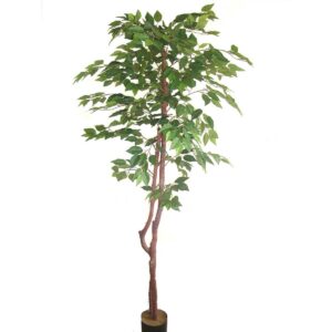 72" SUPER DELUXE RETUSA FICUS SPRAY