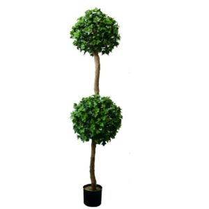 ENGLISH IVY TOPIARY