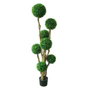 BOXWOOD PLANT
