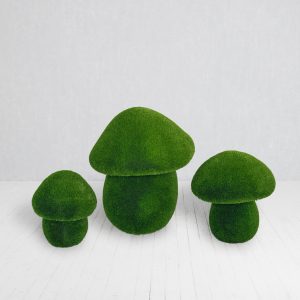 Set of Cep mushrooms